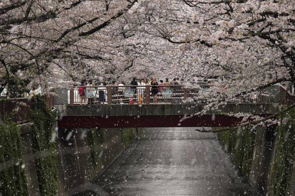 Tokio registra el sakura o cerezos en flor más tempranos desde 1953