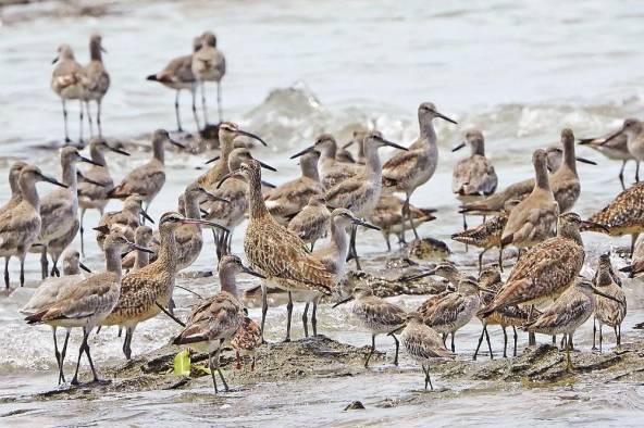 Durante una gira por los humedales de la comunidad El Salado, en Aguadulce, se pudo observar aves playeras como el zarapito trinador, el ostrero americano y el playero aliblanco.