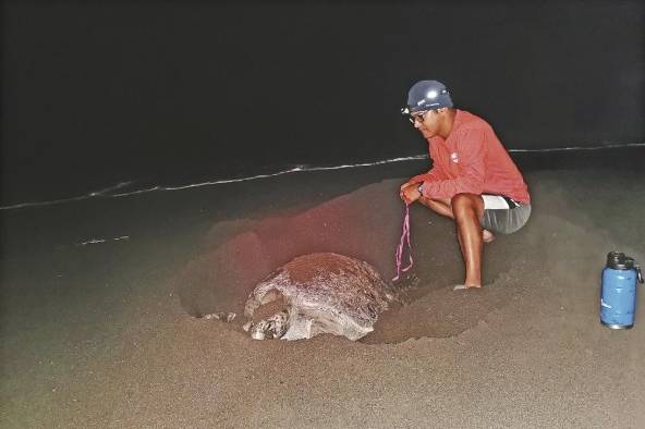 Los transmisores envían información sobre los desplazamientos de las tortugas después de anidar.