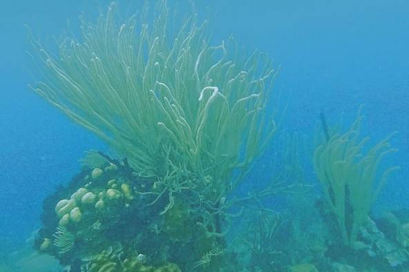 El blanqueamiento ocurre cuando los corales al estresarse por el aumento de la temperatura del agua, expulsan a las microalgas llamadas zooxantelas.