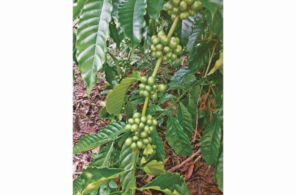 Robusta es una de las variedades de café que se cultivan en Panamá.