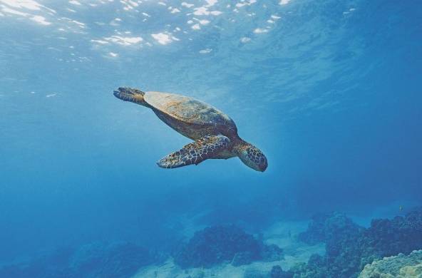 La reserva marina Galápagos comprende 13 grandes islas en un área de 40 millas náuticas.