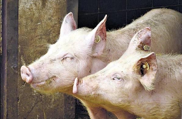 El sector porcicultor panameño espera realizar este año su primera exportación a China.