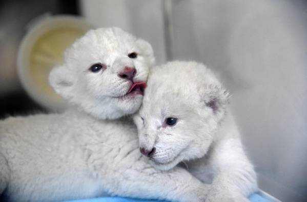 Cachorros de le&oacute;n blanco