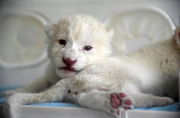 Cachorros de le&oacute;n blanco