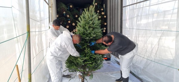 Personal de Cuarentena Agropecuaria verifica en Colón la salud del árbol, así como la posible presencia de algún insecto: