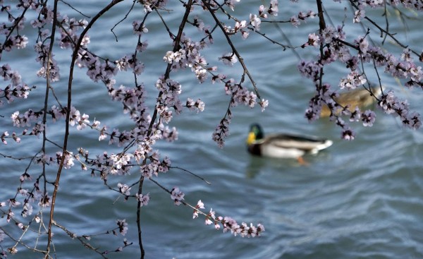 Tokio registra el sakura o cerezos en flor más tempranos desde 1953