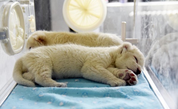 Cachorros de le&oacute;n blanco