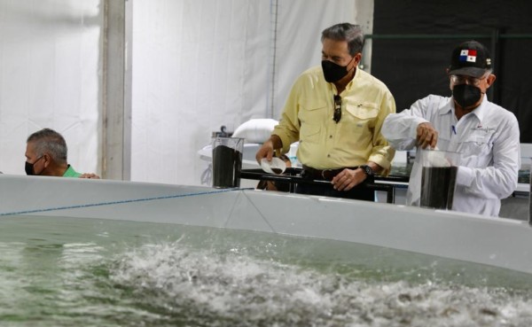 El presidente Laurentino Cortizo, durante su vista en el proyecto de maricultura en Puerto Armuelles.