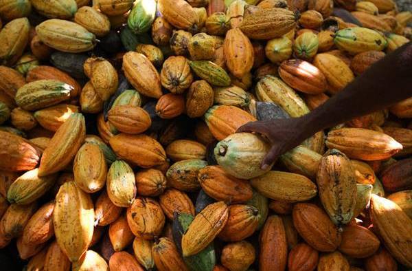 Fotografía de archivo que muestra frutos de cacao en una plantación en Sao Félix do Xingú, en el estado amazónico de Pará (Brasil).