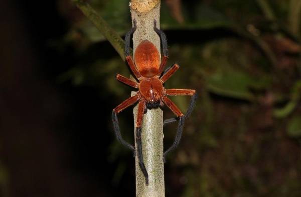 Fotografía cedida hoy por Pedro Peñaherrera que muestra a la araña cangrejo gigante, recién descubierta en el Parque Nacional Yasuní (Ecuador).