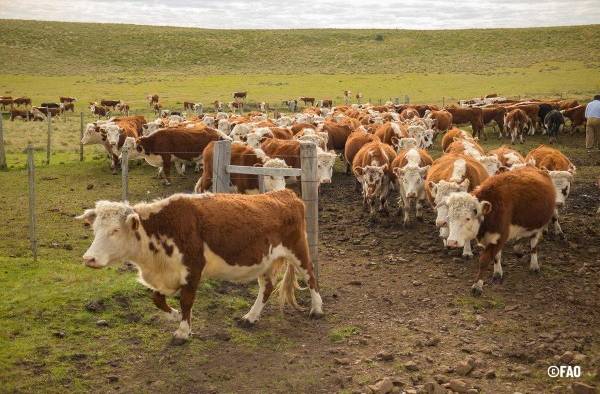 La FAO analiza el fenómeno de El Niño y recomienda acciones anticipatorias para disminuir su impacto en el sector ageropecuario de América Latina y el Caribe.