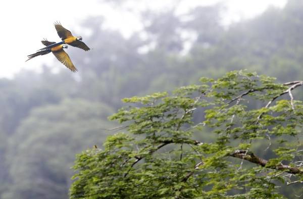 Nidos artificiales para salvar al guacamayo verde en los bosques de Panamá