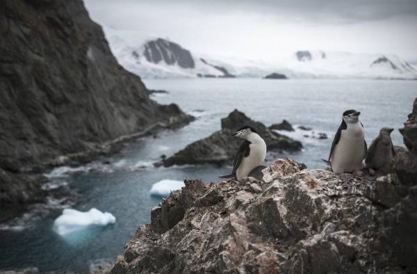 La poblaci&oacute;n de ping&uuml;inos barbijo en la Ant&aacute;rtida cae hasta un 77%