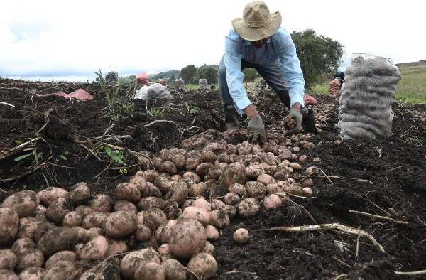 n campesino trabaja en un cultivo, en una fotografía de archivo.