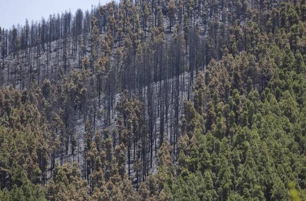 Zona de El Cortijo de las Huertas, en Tejeda (Gran Canaria), donde ayer martes un incendio forestal quemó unas 300 hectáreas.