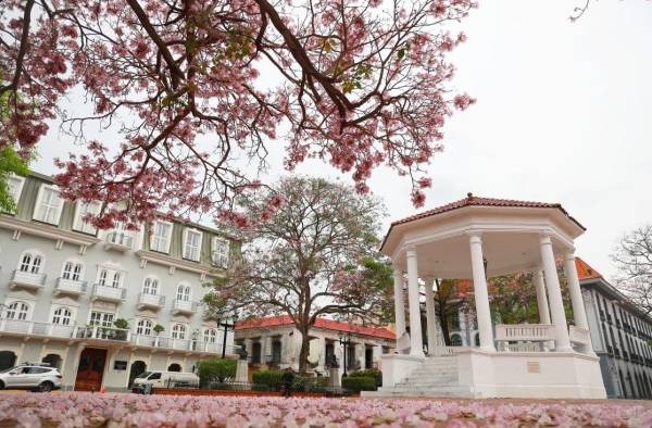 La flor del Roble conquista la vista de los transeúntes