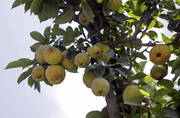 Fotografía de archivo de un árbol de pera lechera en el municipio de San Andrés Calpan, Puebla (México).