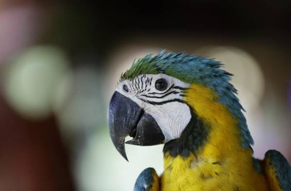 Nidos artificiales para salvar al guacamayo verde en los bosques de Panamá