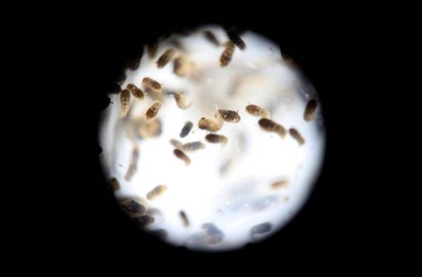 Un grupo de pupas del mosquito de la variedad Aedes aegytpi, el cual transmite el virus del zika, dengue y chikungunya, en una fotografía de archivo.