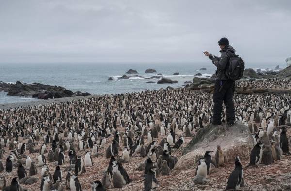 La poblaci&oacute;n de ping&uuml;inos barbijo en la Ant&aacute;rtida cae hasta un 77%