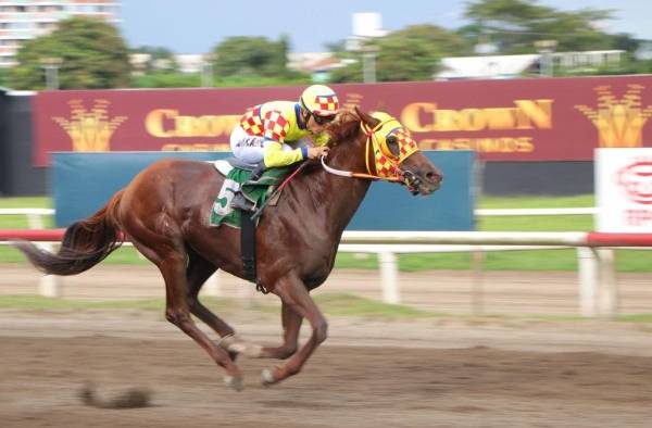 El Rojo es la carta de la cría nativa para ganar el Clásico del Caribe este domingo.