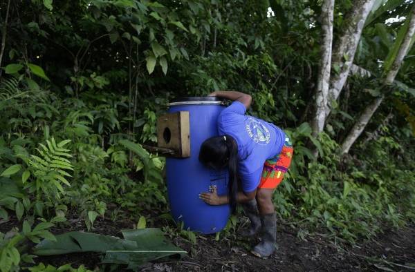 Nidos artificiales para salvar al guacamayo verde en los bosques de Panamá