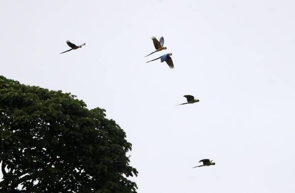 Nidos artificiales para salvar al guacamayo verde en los bosques de Panamá