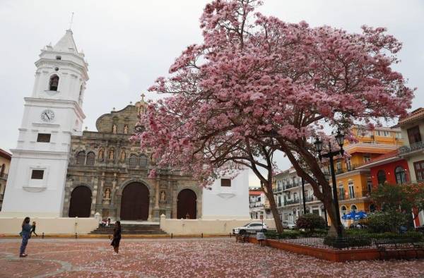 La flor del Roble conquista la vista de los transeúntes