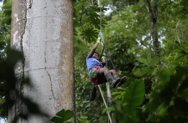 Nidos artificiales para salvar al guacamayo verde en los bosques de Panamá