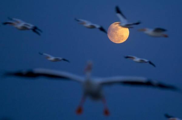 En la imagen de archivo, unos pelícanos borregones vuelan durante un eclipse penumbral de luna.