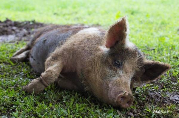 La enfermedad de la peste porcina africana perjudica la seguridad alimentaria, los medios de subsistencia que dependen de la cadena de valor de la porcicultura y la biodiversidad.