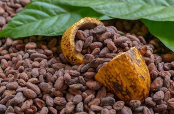 El  cacao panameño  es considerado  uno de los mejores del mundo,