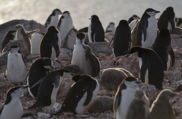 La poblaci&oacute;n de ping&uuml;inos barbijo en la Ant&aacute;rtida cae hasta un 77%