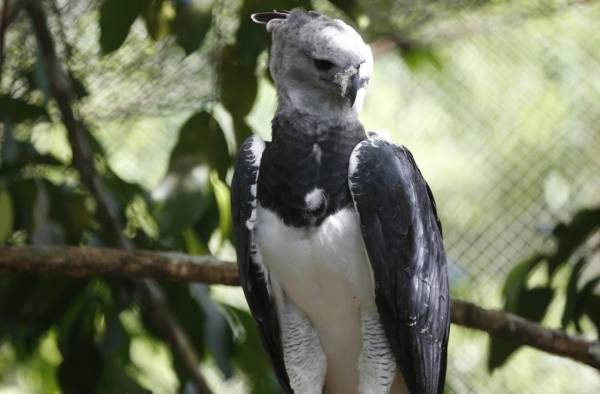 El 10 de abril, Panamá celebra el Día del Águila Harpía