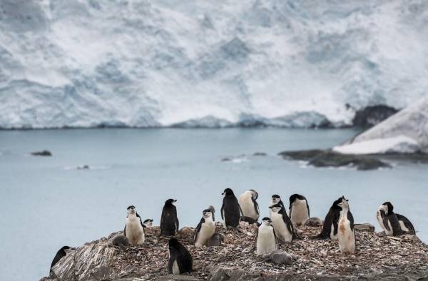 La poblaci&oacute;n de ping&uuml;inos barbijo en la Ant&aacute;rtida cae hasta un 77%