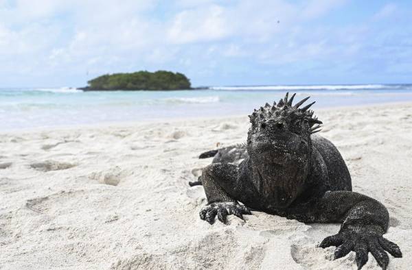 Una iguana marina (Amblyrhynchus cristatus) es vista en Bahía Tortuga en la Isla Santa Cruz, parte del archipiélago de Galápagos en Ecuador.