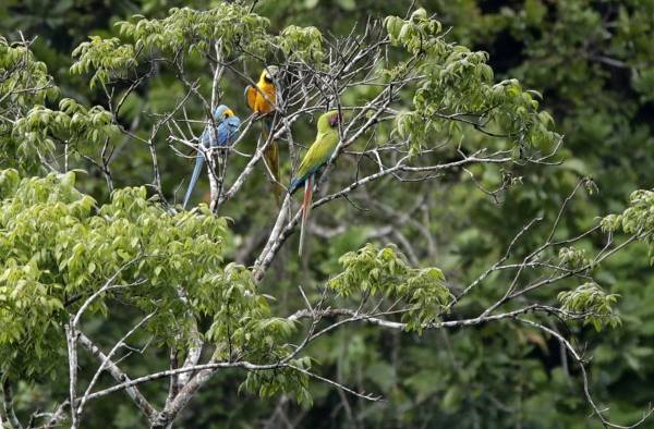 Nidos artificiales para salvar al guacamayo verde en los bosques de Panamá