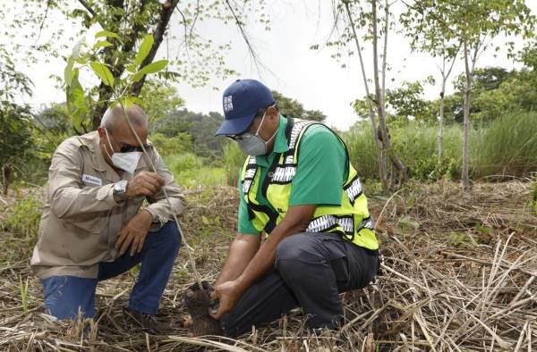 Los plantones sembrados serán monitoreados para asegurar su óptimo desarrollo.