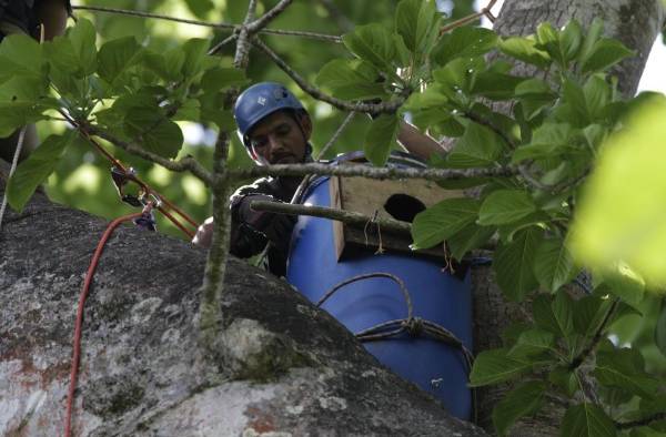 Nidos artificiales para salvar al guacamayo verde en los bosques de Panamá