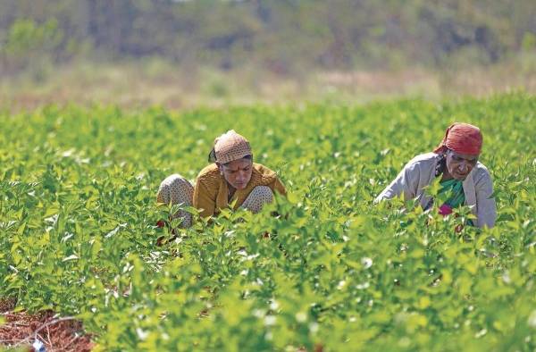 Con la pandemia, el 22 % de las mujeres de los segmentos de los sistemas agroalimentarios perdieron su empleo en el primer año.