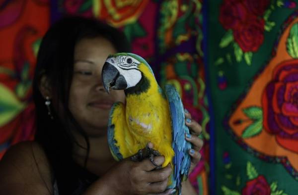 Nidos artificiales para salvar al guacamayo verde en los bosques de Panamá