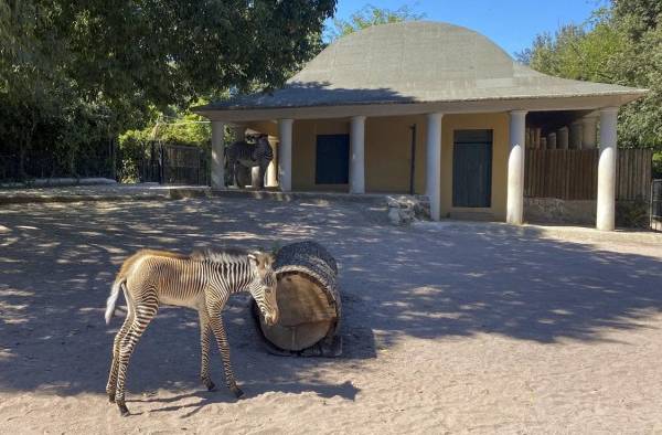 Una hembra de cebra de Grevy, una especie en extinción con solo 2.700 ejemplares en el mundo, nació en la noche del 2 al 3 de septiembre en el Bioparco de Roma.