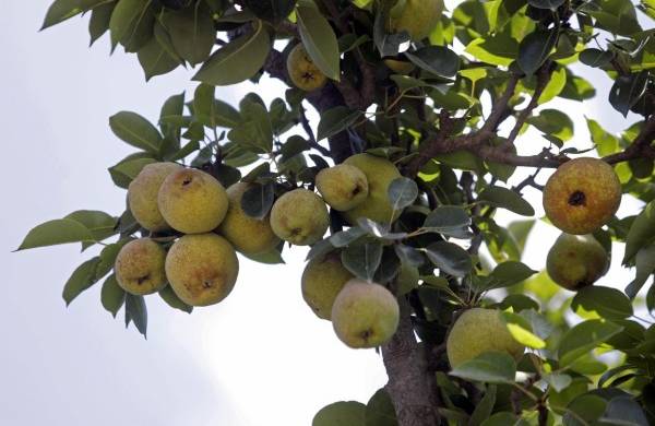 Fotografía de archivo de un árbol de pera lechera en el municipio de San Andrés Calpan, Puebla (México).