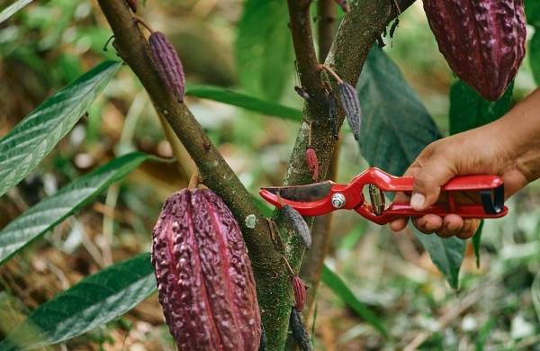 Fotografía del 24 de octubre del 2023, cedida por Porter Novelli, donde se observa el corte del Cacao.