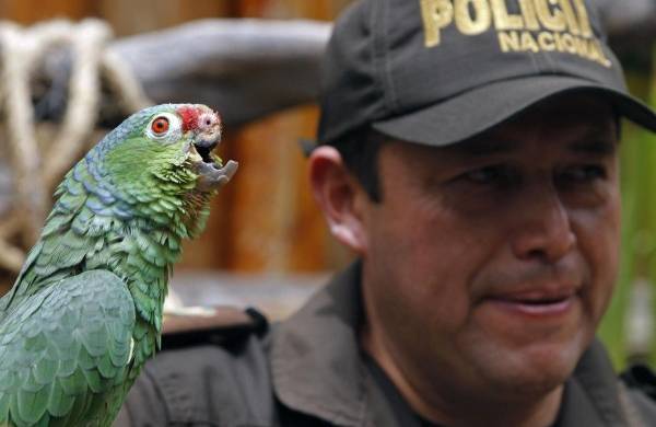 Un pájaro encontrado con el pico roto y signos de maltrato es visto en el centro de rescate El Jardín de Alado en el sector Ilalo en Quito, Ecuador