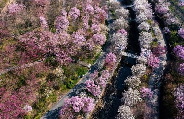 Tokio registra el sakura o cerezos en flor más tempranos desde 1953