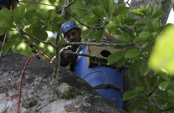 Nidos artificiales para salvar al guacamayo verde en los bosques de Panamá