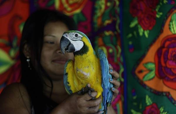 Nidos artificiales para salvar al guacamayo verde en los bosques de Panamá
