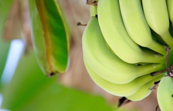 El banano se mantiene como el producto líder en nuestras exportaciones, representando el 14,5% del total.